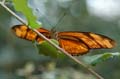 078 Julia-Falter - Dryas julia